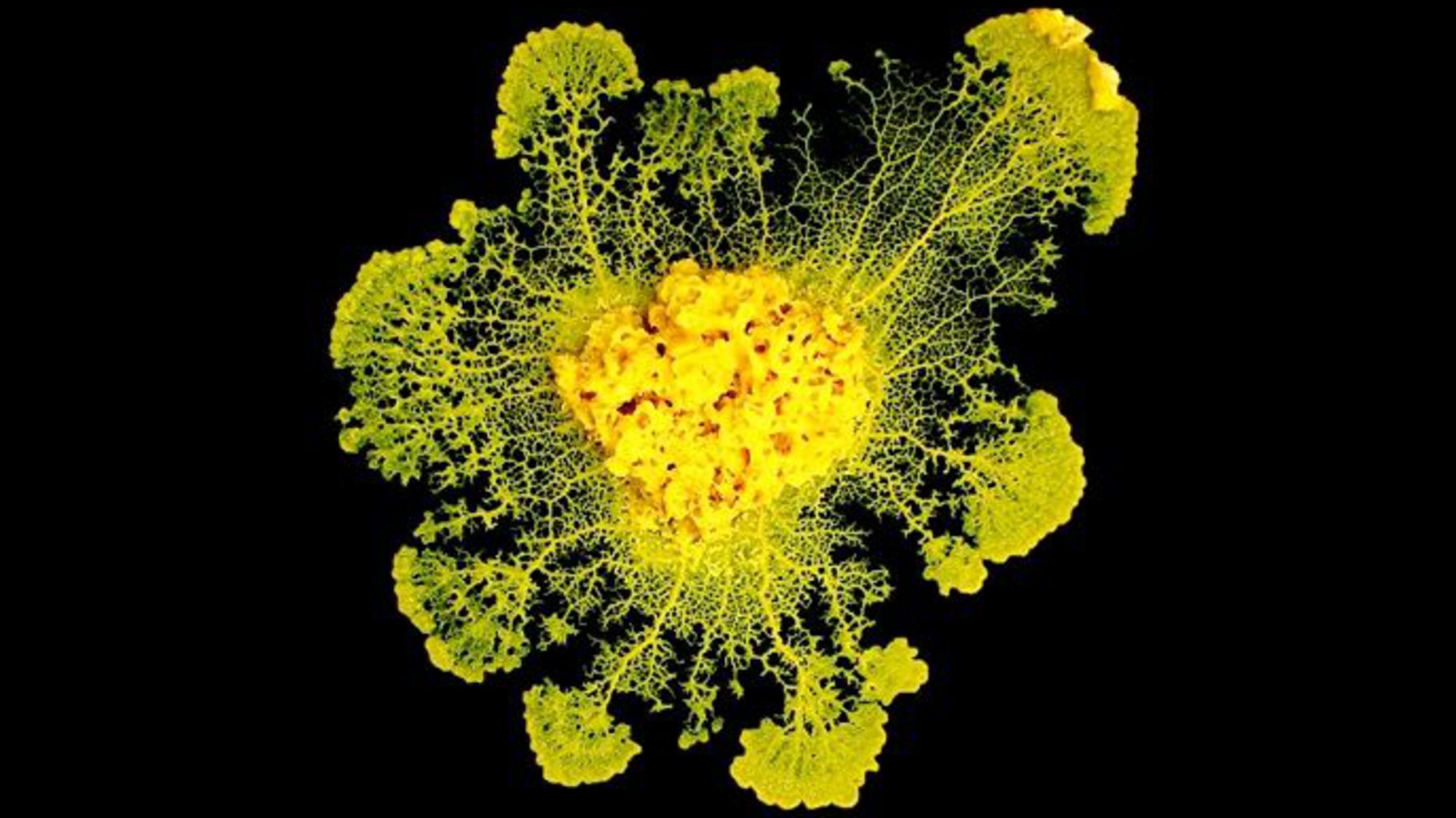 etios biomimétisme écosystème tardigrade innovation lézard blob crevette mante algue champignon blue economy recherche science